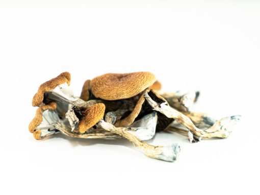 Buy Brazilian Magic Mushroom Online