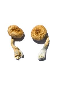 Dried Cambodian Gold shrooms known for clean energy