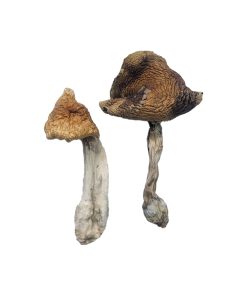 Buy Hawaiian Magic Mushrooms Online