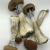 Golden Teacher Mushroom Strain