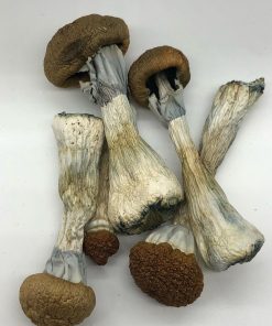 Golden Teacher Mushroom Strain