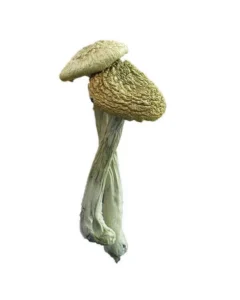 Psilocybe Azurescens mushrooms with caramel caps