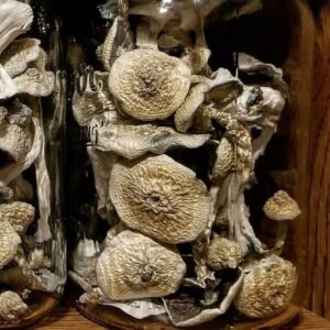 Psilocybe Cyanescens mushrooms with wavy caps