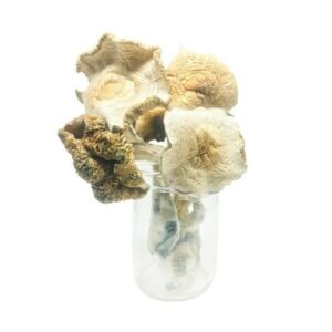 Dried Psilocybe weilii strain