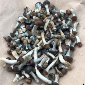 Psilocybe Baeocystis mushrooms with bluish caps
