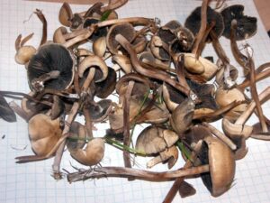 Dried Psilocybe liniformans for sale