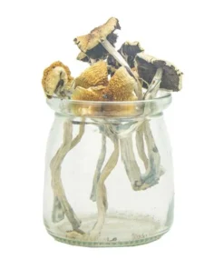 Psilocybe Bohemica