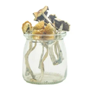 Psilocybe Bohemica mushrooms on forest floor