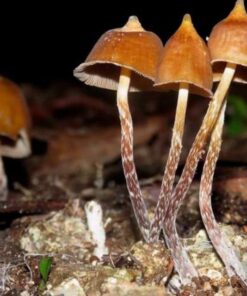 buy Psilocybe hoogshagenii mushrooms