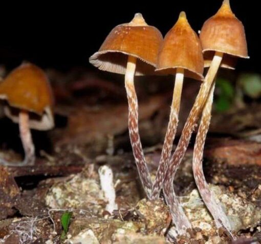 buy Psilocybe hoogshagenii mushrooms