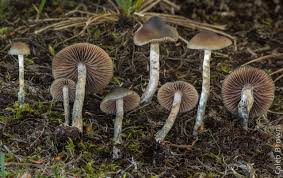 Psilocybe cyanofibrillosa Guzmán & Stamets